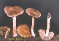 Inocybe godeyi-amf1023